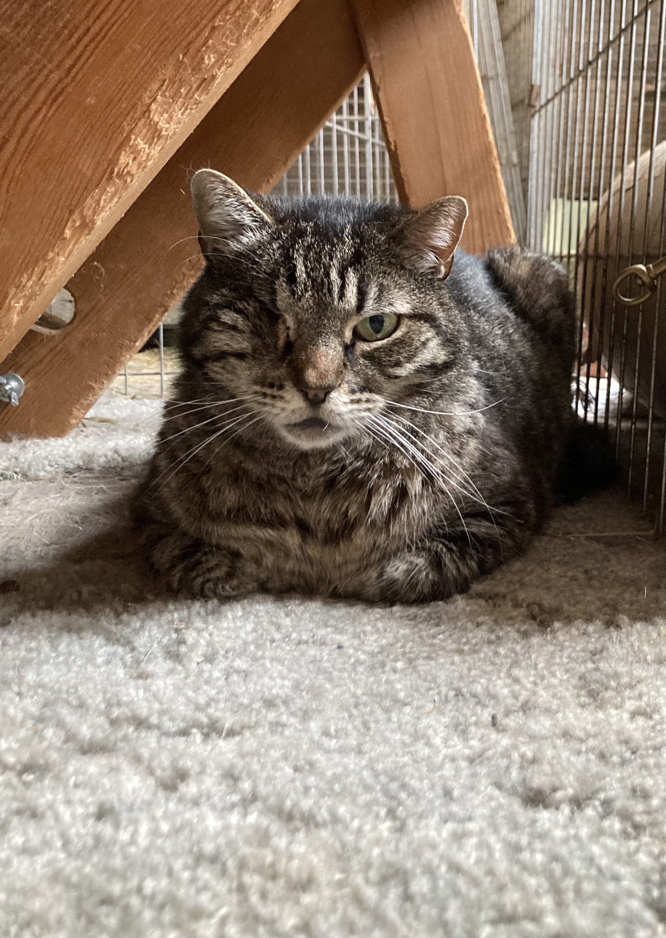 Mama Scootie, an adoptable Tabby in Salinas, CA, 93907 | Photo Image 1