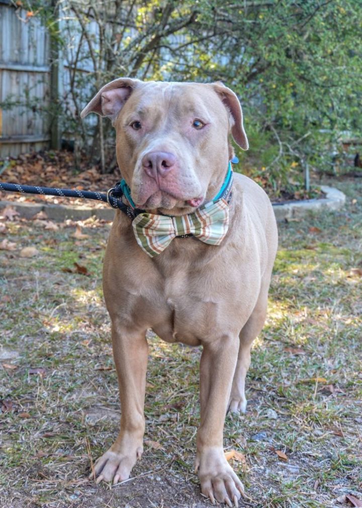 Raza, an adoptable Pit Bull Terrier in Irmo, SC_image-1