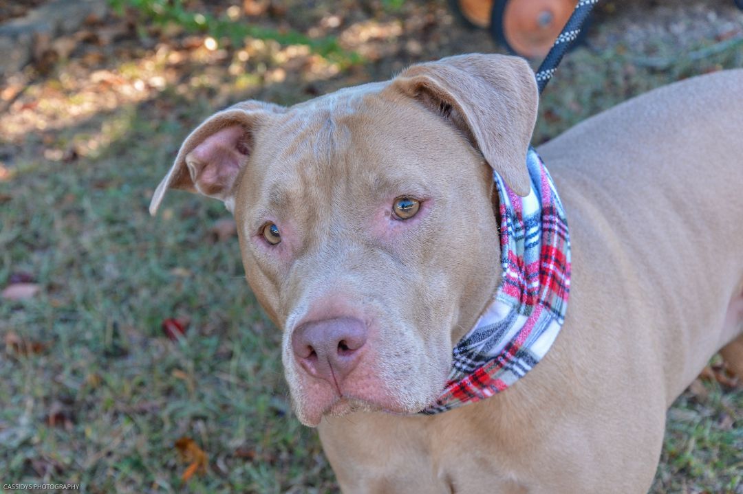 Raza, an adoptable Pit Bull Terrier in Irmo, SC, 29063 | Photo Image 2