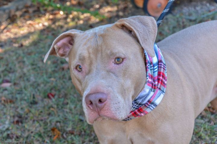 Raza, an adoptable Pit Bull Terrier in Irmo, SC_image-2