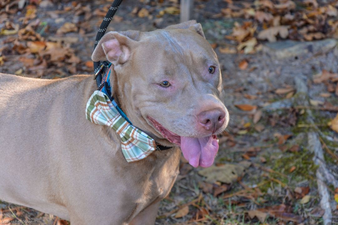 Raza, an adoptable Pit Bull Terrier in Irmo, SC, 29063 | Photo Image 3