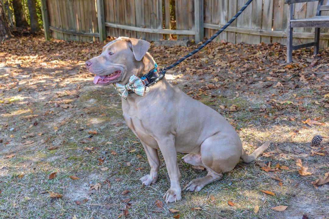 Raza, an adoptable Pit Bull Terrier in Irmo, SC, 29063 | Photo Image 4