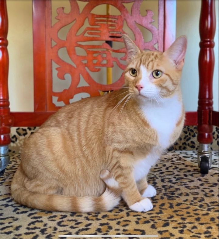 Oscar ~ Visit Me At The PetSmart Orange Kitty Habitat, an adoptable Tabby Mix in Tustin, CA_image-1