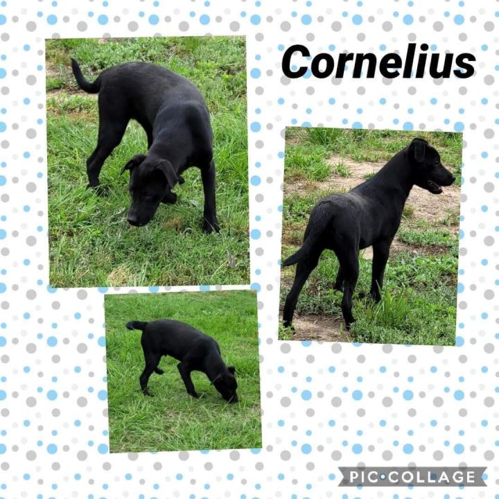 Dog For Adoption Cornelius A Labrador Retriever German Shepherd Dog Mix In North Granby Ct Petfinder