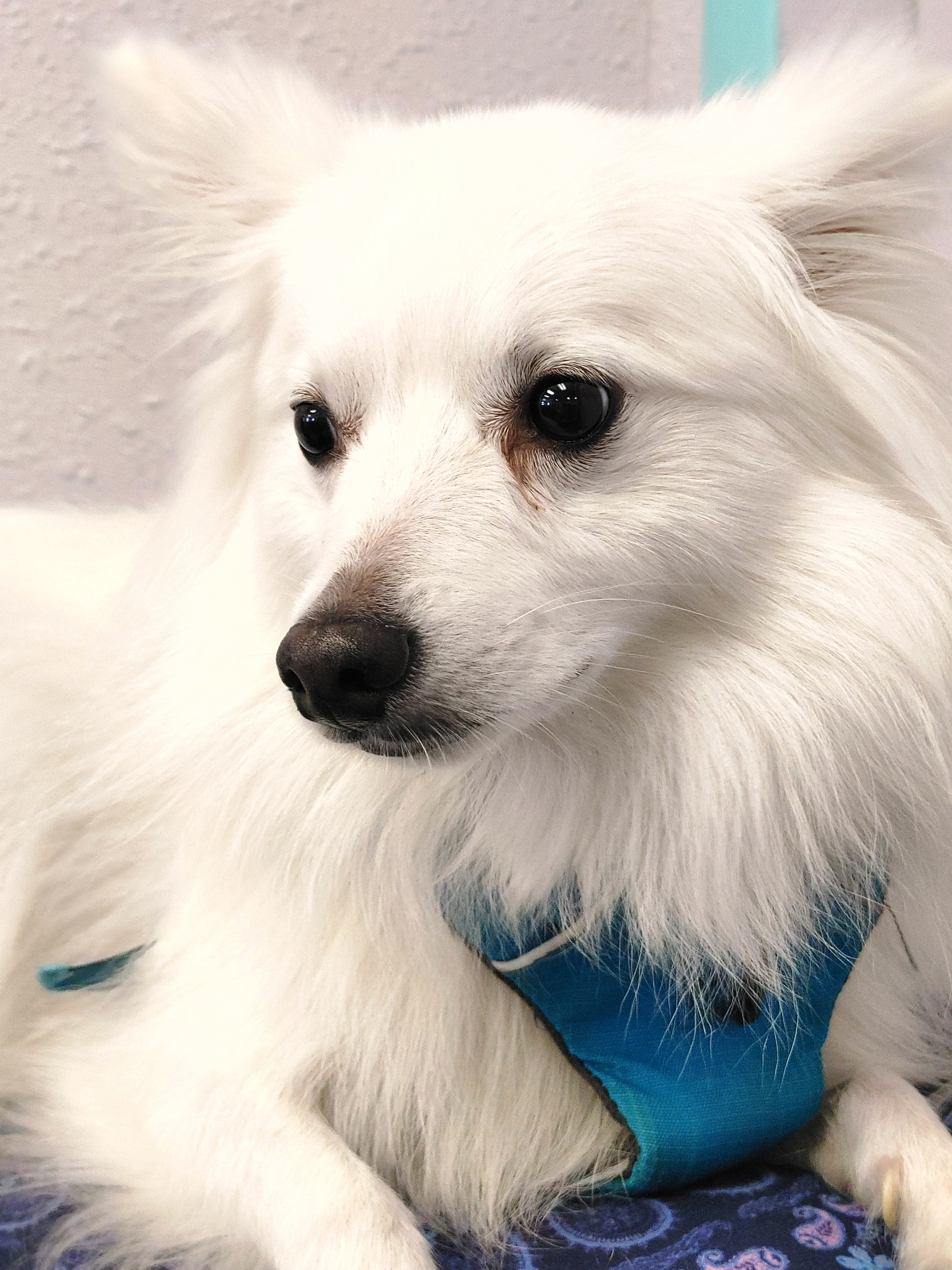 Oso, an adoptable American Eskimo Dog in Tacoma, WA, 98418 | Photo Image 2