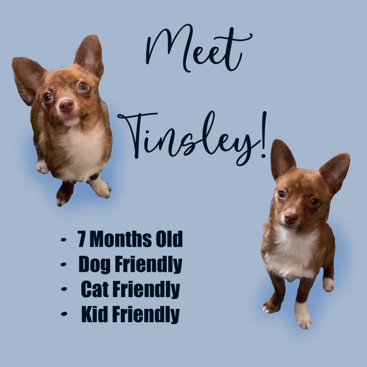 Tinsley, an adoptable Chihuahua in Tucson, AZ_image-1