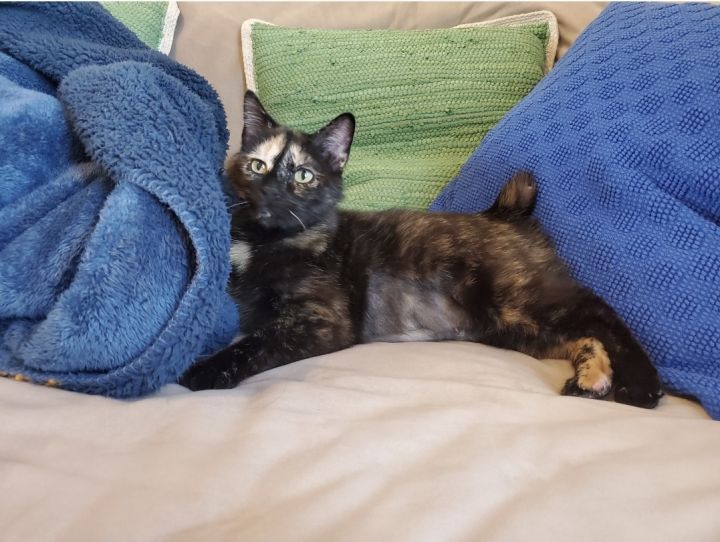 Sylvia, an adopted Tortoiseshell in Sioux Falls, SD_image-2