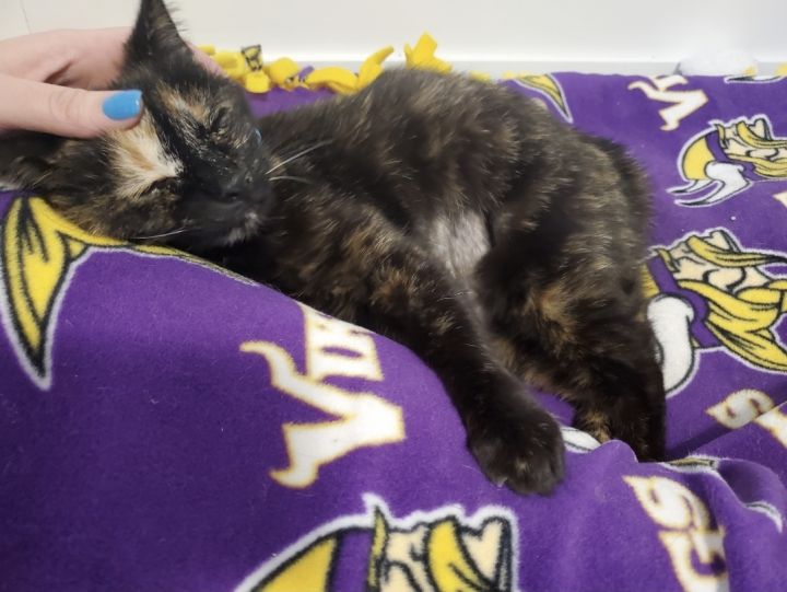 Sylvia, an adopted Tortoiseshell in Sioux Falls, SD_image-4