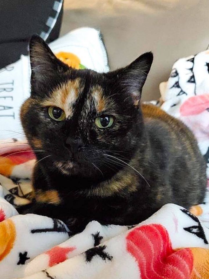 Sylvia, an adopted Tortoiseshell in Sioux Falls, SD_image-1