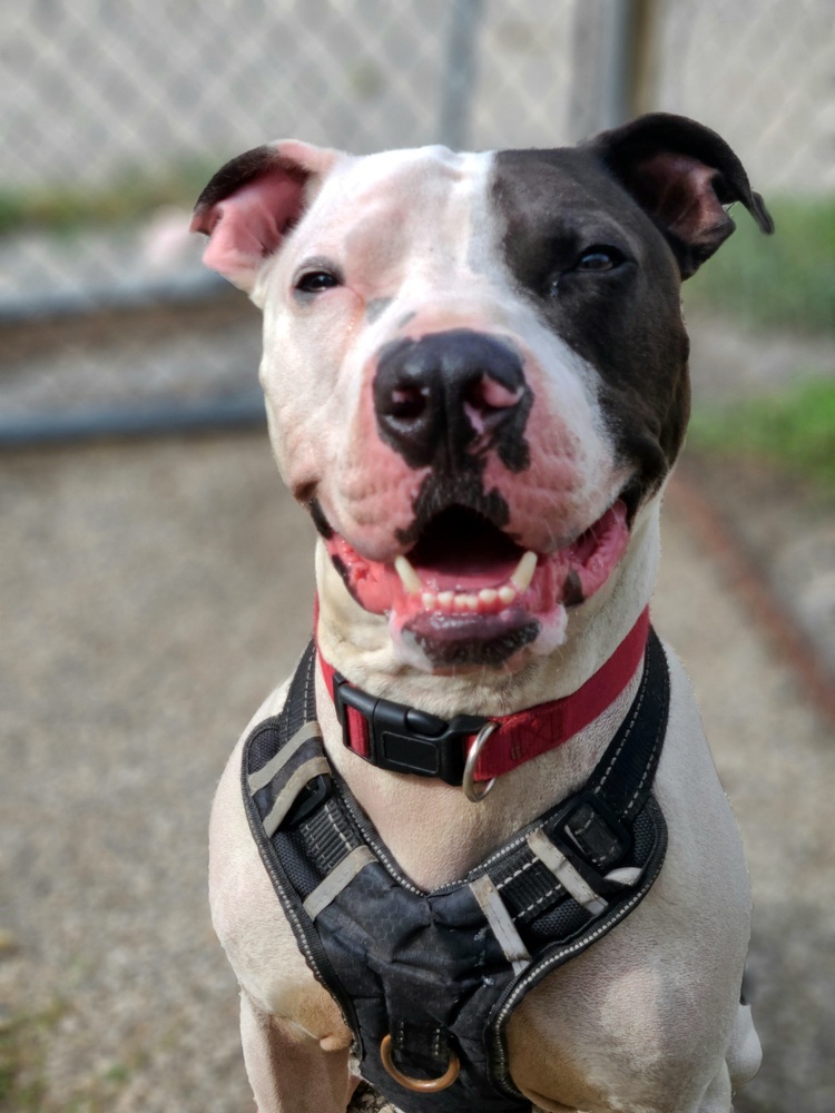Cole, an adoptable Pit Bull Terrier in Mishawaka, IN, 46544 | Photo Image 1