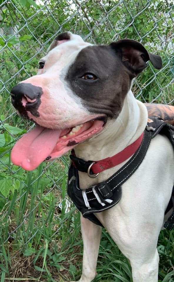 Cole, an adoptable Pit Bull Terrier in Mishawaka, IN, 46544 | Photo Image 3