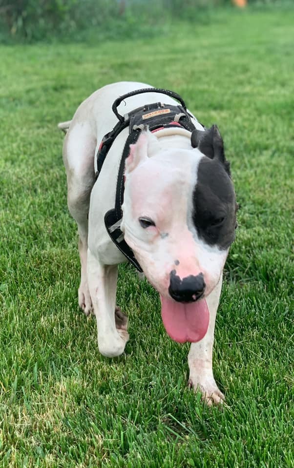 Cole, an adoptable Pit Bull Terrier in Mishawaka, IN, 46544 | Photo Image 4