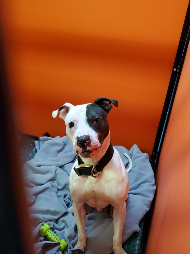 Cole, an adoptable Pit Bull Terrier in Mishawaka, IN, 46544 | Photo Image 5