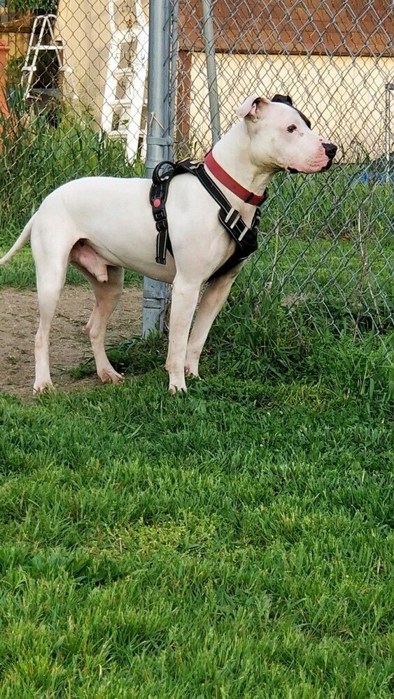 Cole, an adoptable Pit Bull Terrier in Mishawaka, IN, 46544 | Photo Image 6