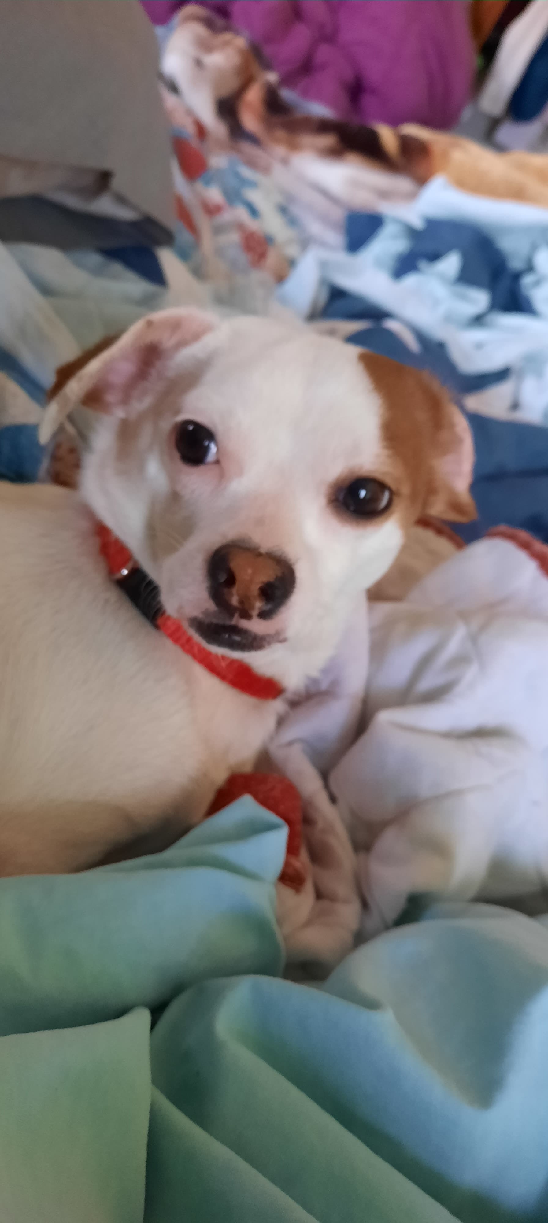 Darla, an adoptable Chihuahua, Dachshund in Phoenix, AZ, 85041 | Photo Image 1
