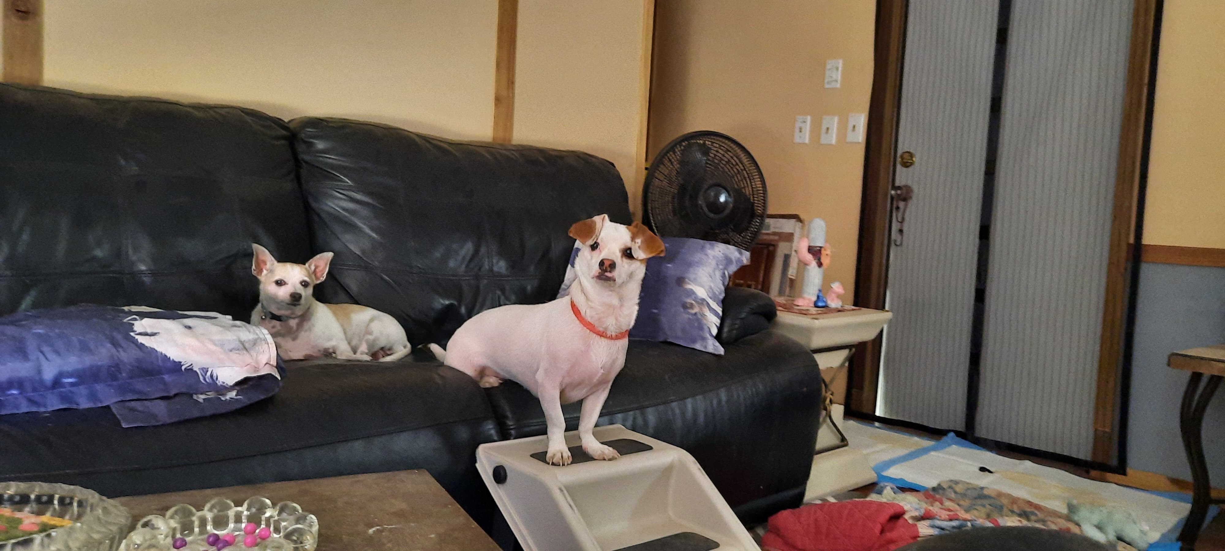 Darla, an adoptable Chihuahua, Dachshund in Phoenix, AZ, 85041 | Photo Image 2