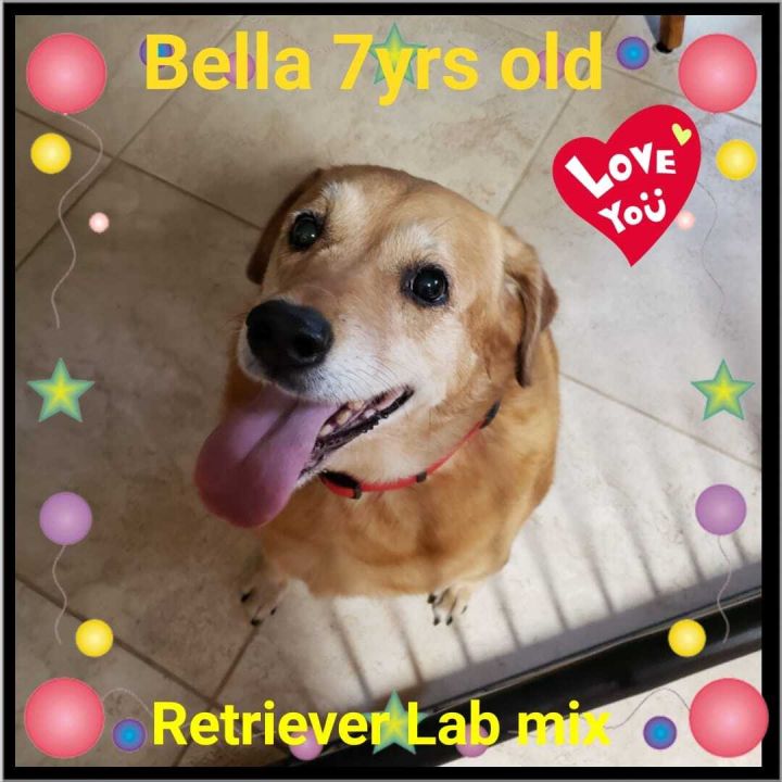 Dog For Adoption Bella A Labrador Retriever Mix In Sheboygan Wi Petfinder