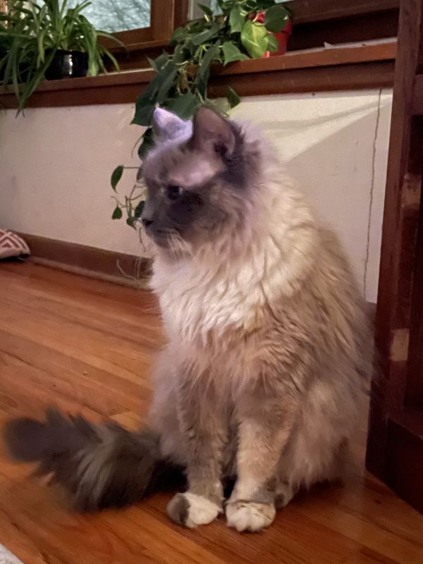 Kitty