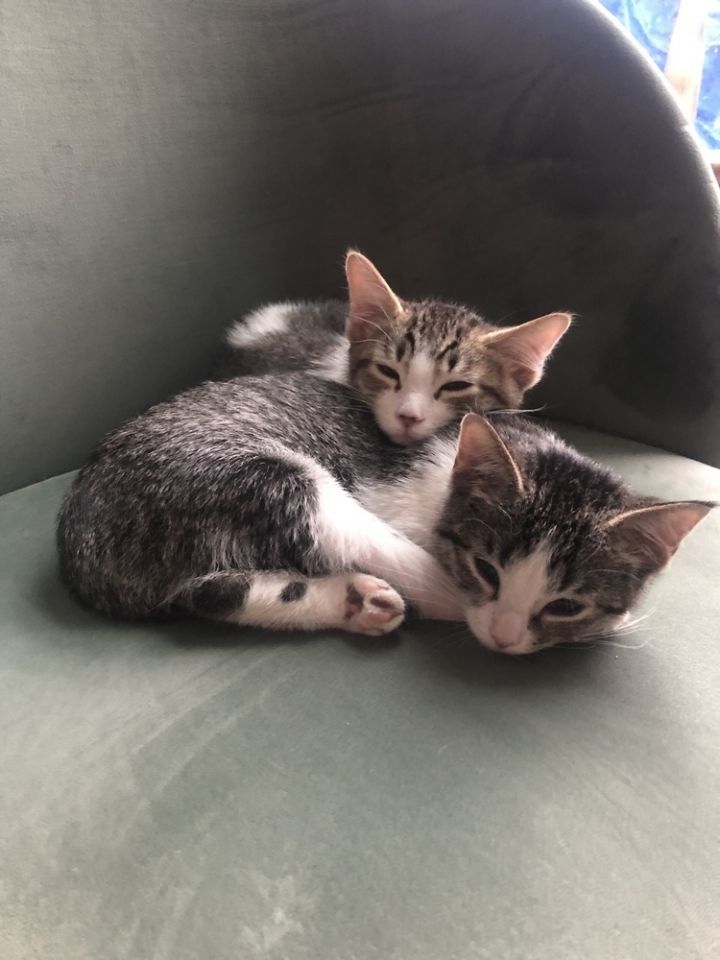 Cat For Adoption Bebe A Domestic Short Hair Mix In Lafayette Co Petfinder