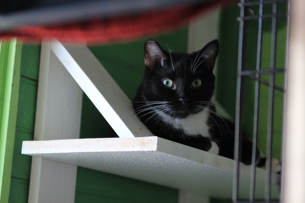 Shadow 3, an adoptable Domestic Short Hair in Pittsboro, NC, 27312 | Photo Image 1