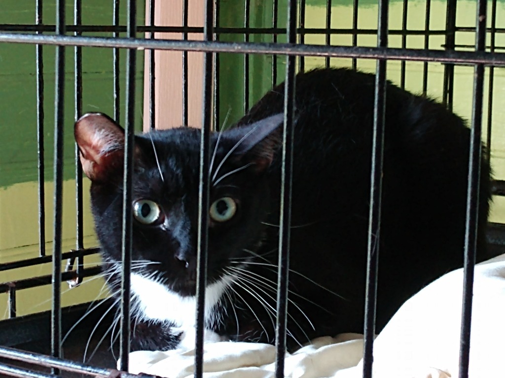 Shadow 3, an adoptable Domestic Short Hair in Pittsboro, NC, 27312 | Photo Image 2