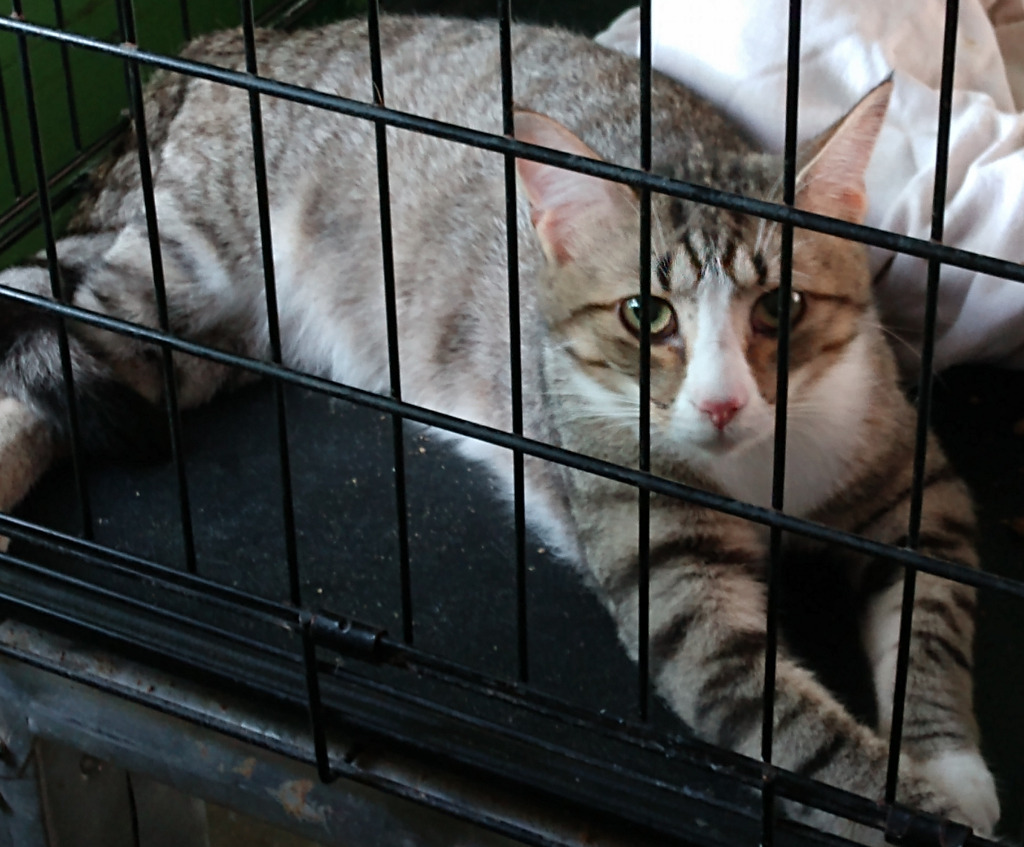 Archer, an adoptable Domestic Short Hair in Pittsboro, NC, 27312 | Photo Image 2