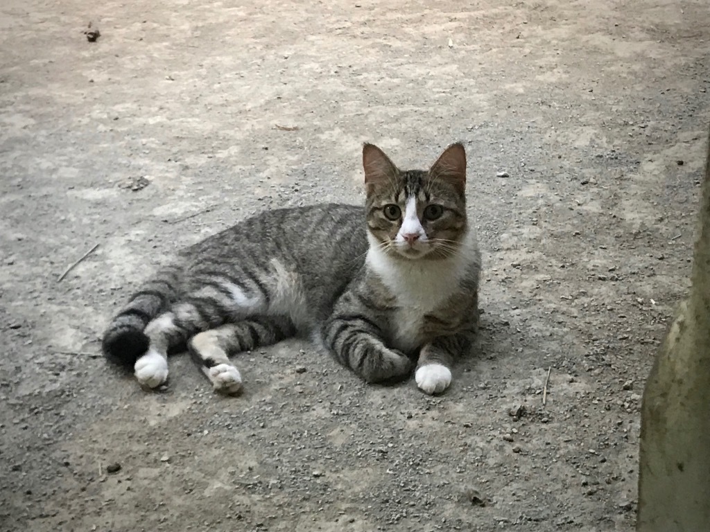 Archer, an adoptable Domestic Short Hair in Pittsboro, NC, 27312 | Photo Image 3