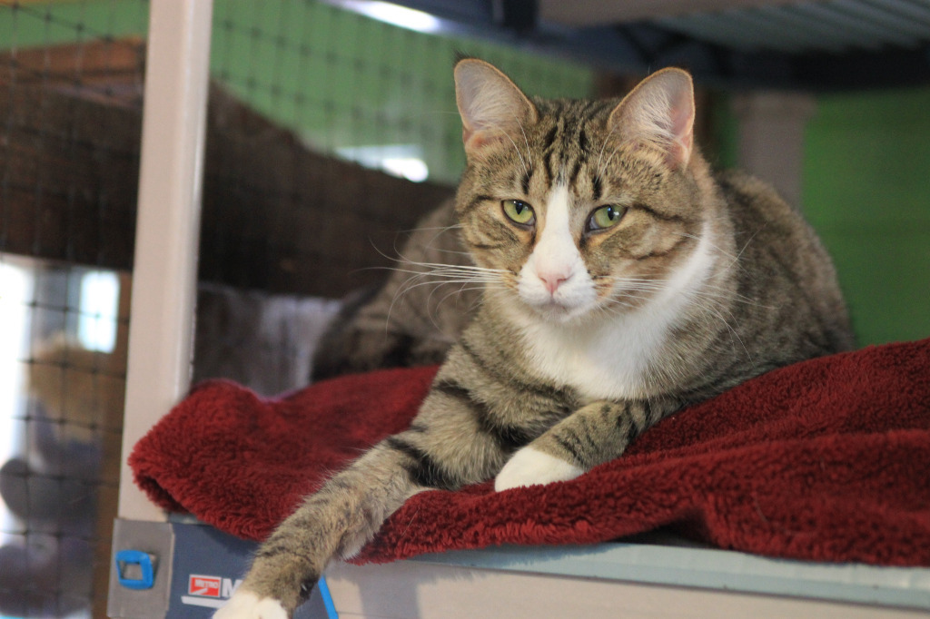 Archer, an adoptable Domestic Short Hair in Pittsboro, NC, 27312 | Photo Image 4