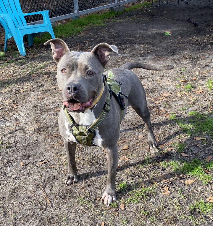 Dog for adoption - Lavender, a Pit Bull Terrier in Newport, NC | Petfinder