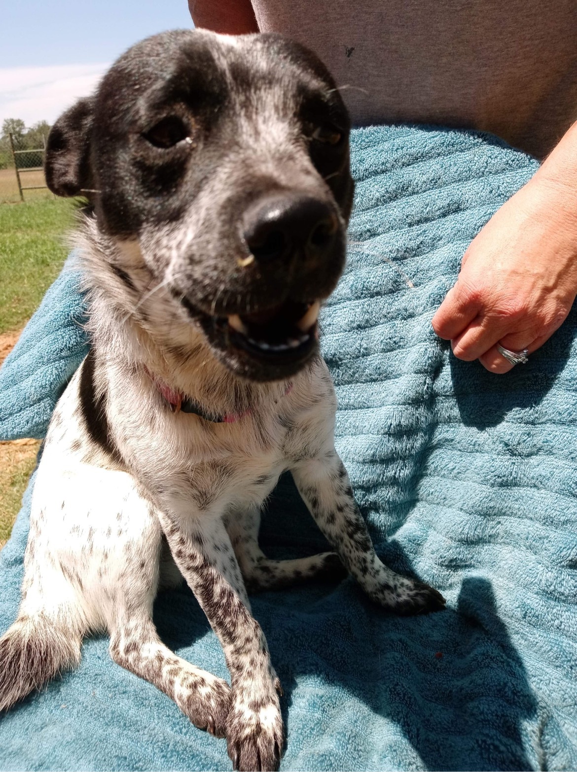 Evie (ID #417), an adoptable Chihuahua, Australian Cattle Dog / Blue Heeler in Blue Bell, PA, 19422 | Photo Image 8