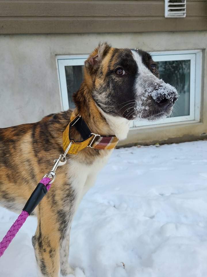 Hope B, an adoptable Mixed Breed in Montreal, QC_image-5