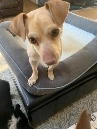 Dog For Adoption Todd A Beagle Chihuahua Mix In Denver Co Petfinder