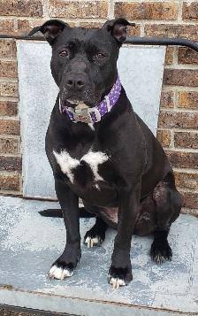 Neco, an adoptable Pit Bull Terrier in Louisville, KY, 40224 | Photo Image 2