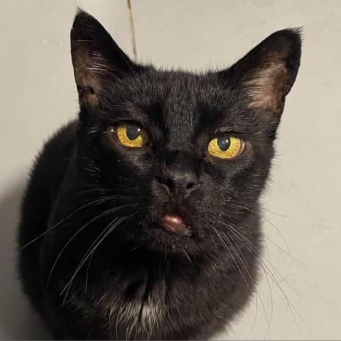 Jacob, an adoptable Domestic Short Hair in Sheridan, WY, 82801 | Photo Image 1