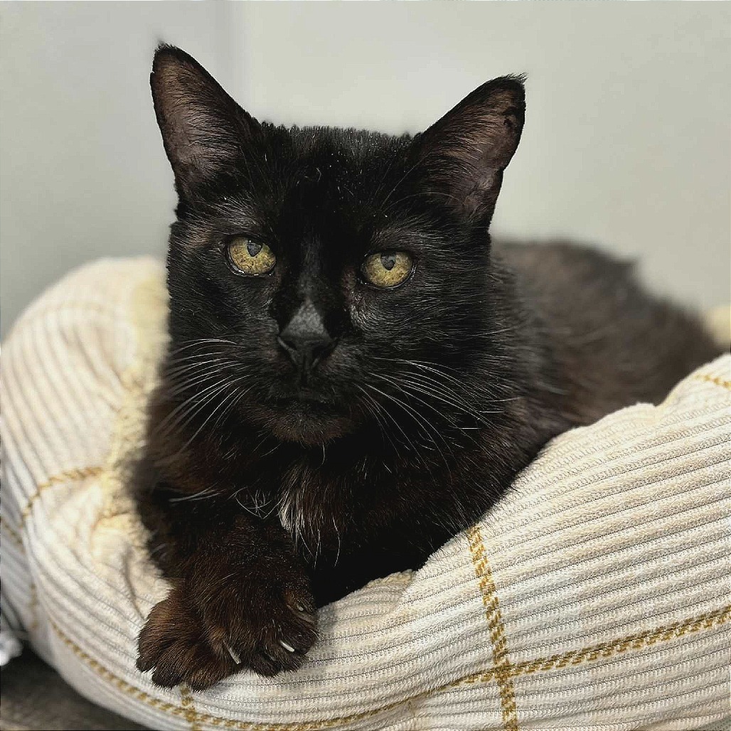 Jacob, an adoptable Domestic Short Hair in Sheridan, WY, 82801 | Photo Image 1