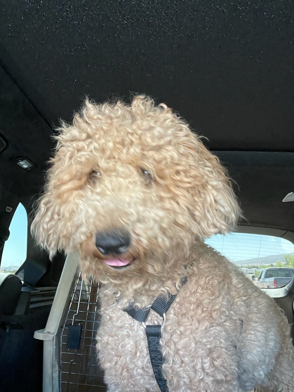 Frosty, an adoptable Poodle, Miniature Poodle in West Valley, UT, 84120 | Photo Image 2