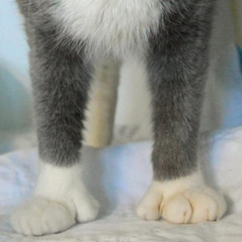 Sylvester Stallion, an adoptable Domestic Short Hair & Extra-Toes Cat / Hemingway Polydactyl Mix in Middletown, NY_image-4