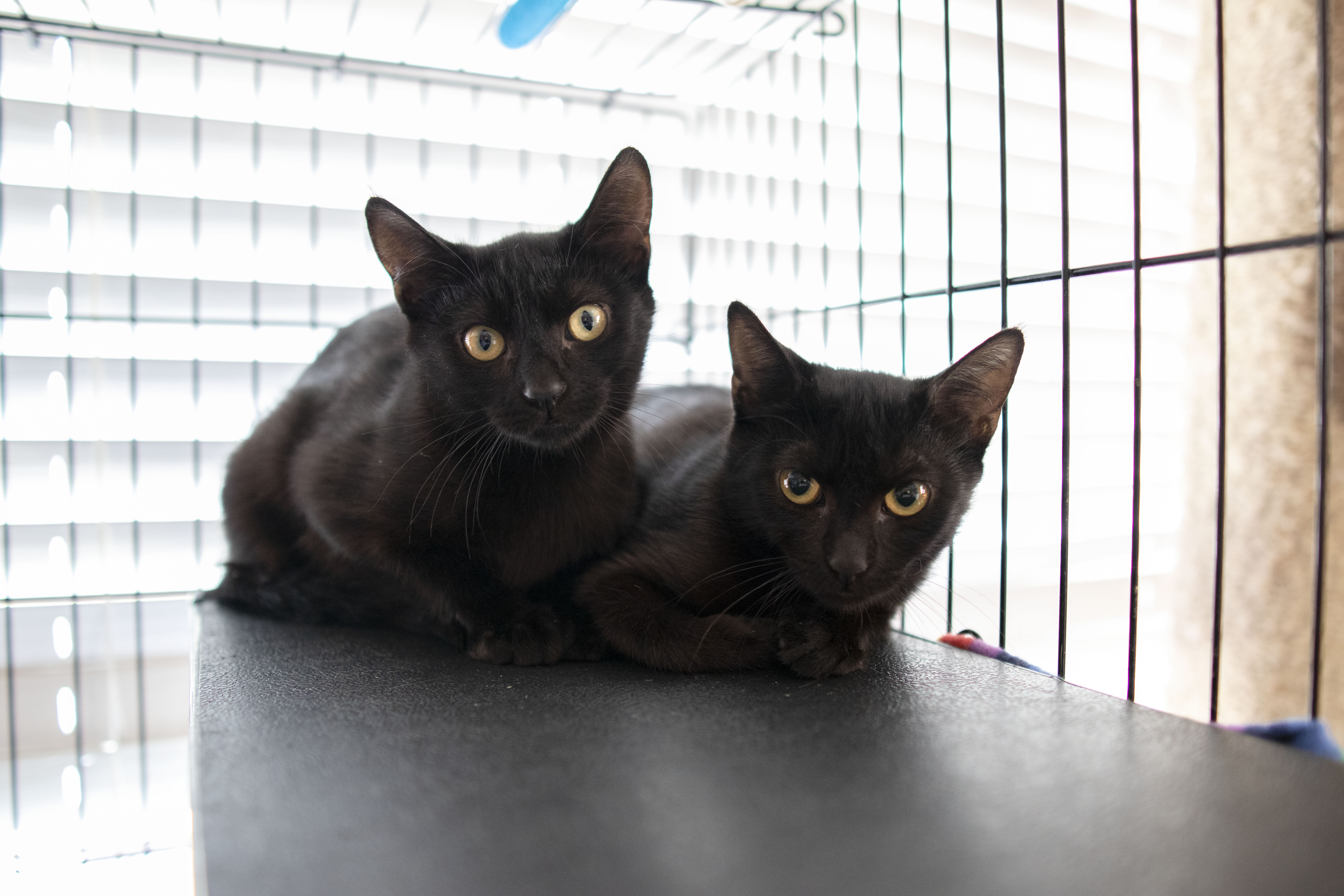 STORM, an adoptable Domestic Short Hair in Mount Rainier, MD, 20712 | Photo Image 4