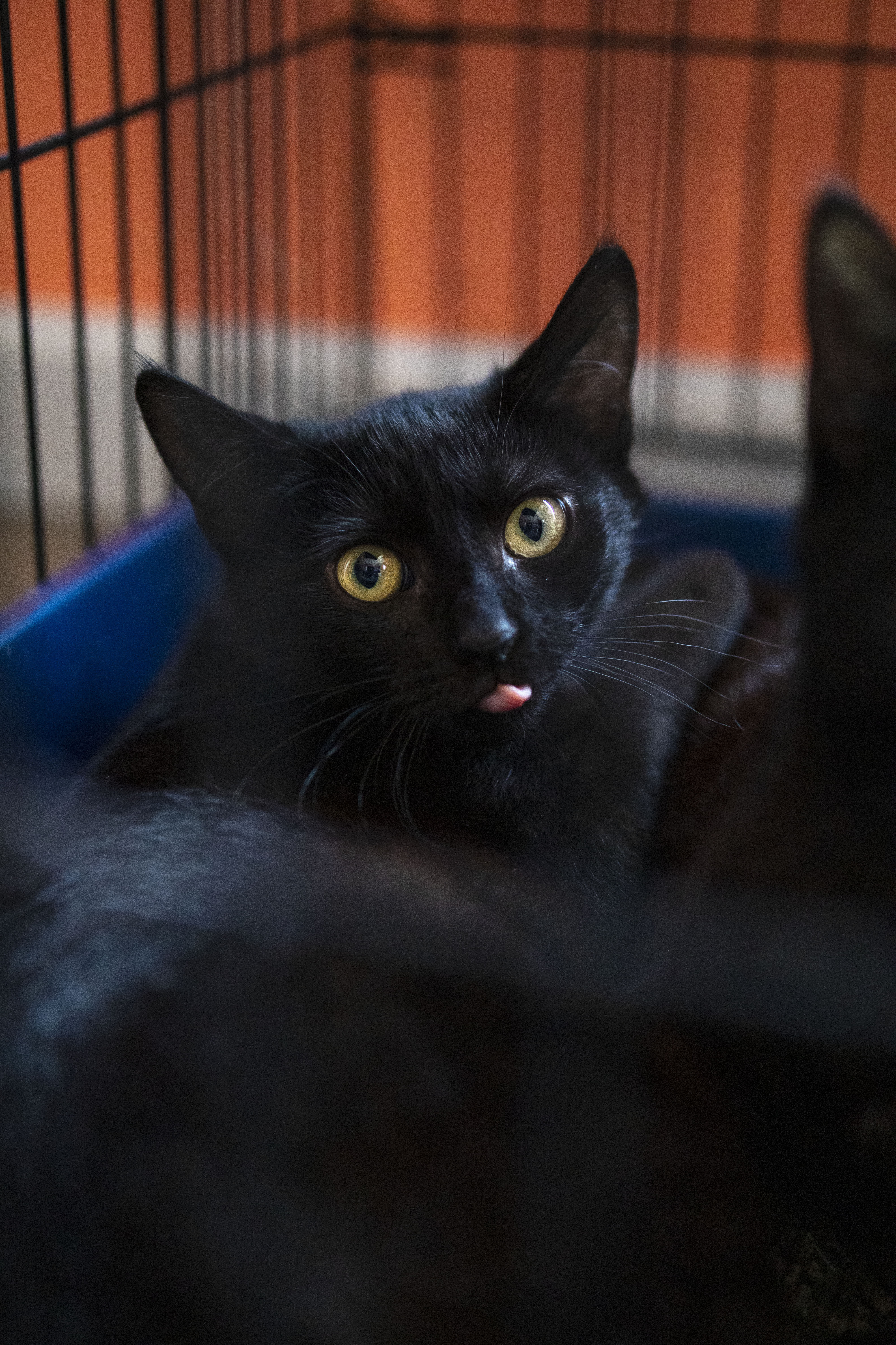 STORM, an adoptable Domestic Short Hair in Mount Rainier, MD, 20712 | Photo Image 5