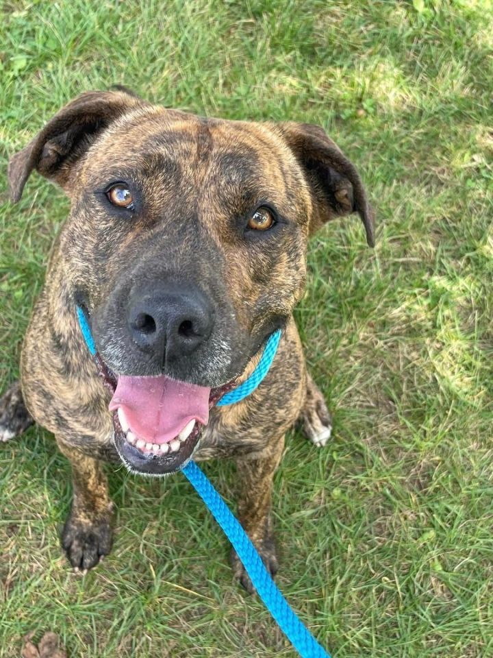 Kelly, an adoptable Boxer Mix in Lake Odessa, MI_image-6