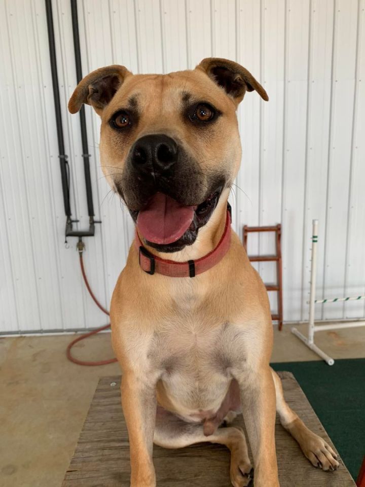 Blake, an adoptable Labrador Retriever Mix in Lake Odessa, MI_image-2