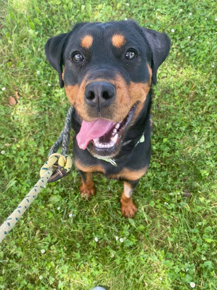 Dog For Adoption Moxie A Rottweiler Mix In Lake Odessa Mi Petfinder