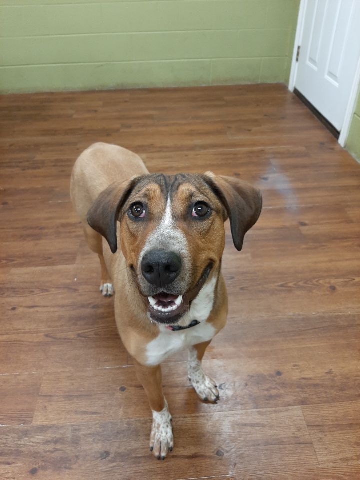 Pip, an adoptable Hound Mix in Lake Odessa, MI_image-1