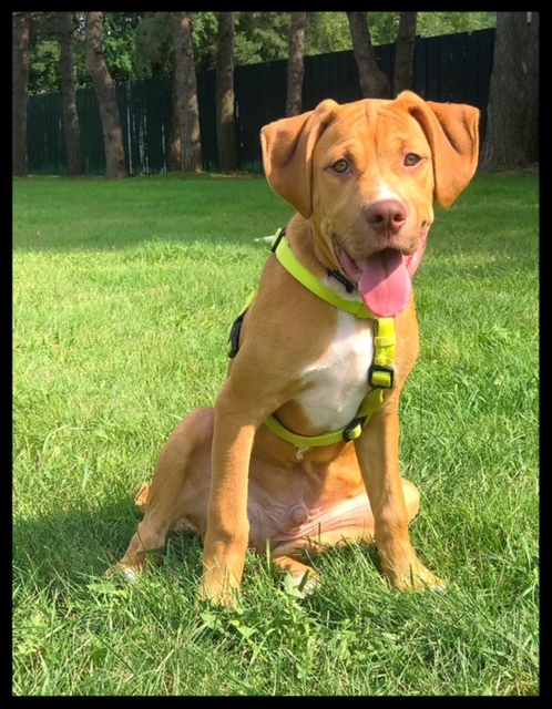 Dog For Adoption Clem Daisy S Pup A Labrador Retriever In Hartland Wi Petfinder