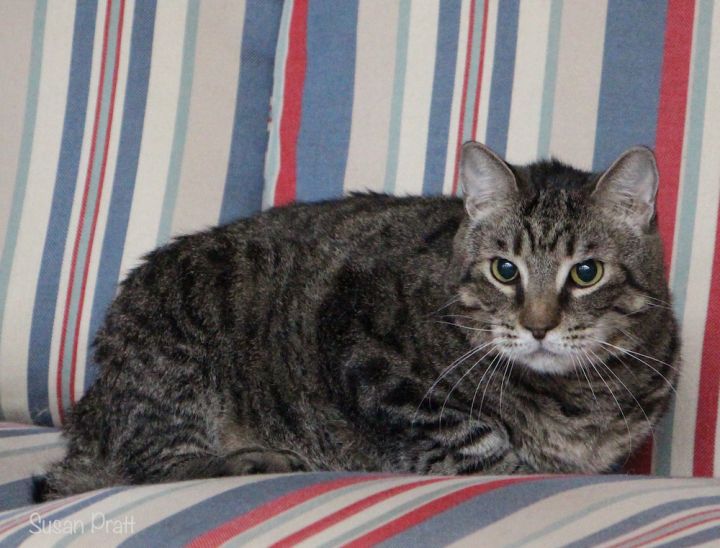 Biff, an adoptable Domestic Short Hair in Bedford, VA_image-3
