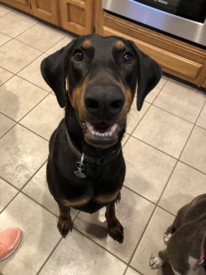 Cooper