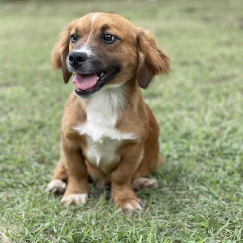 Dog For Adoption Leo A Basset Hound Spaniel Mix In Austin Tx Petfinder