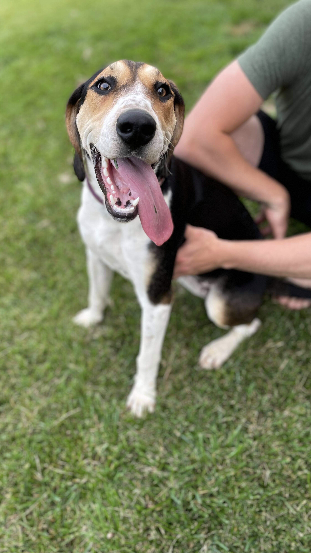 5688 Gracie, an adoptable Hound in Springfield, MO, 65810 | Photo Image 2