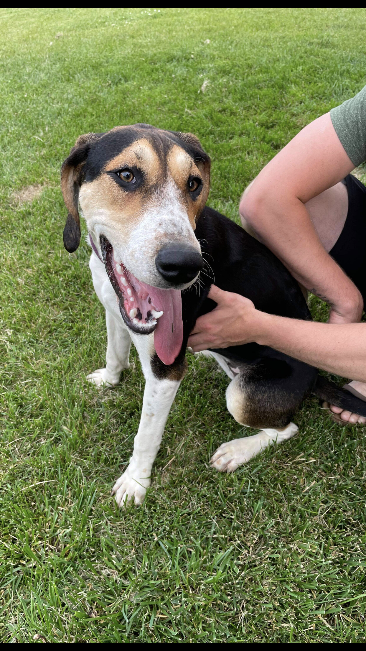 5688 Gracie, an adoptable Hound in Springfield, MO, 65810 | Photo Image 1