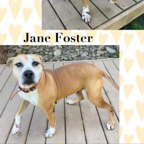 Jane Foster, an adoptable Terrier Mix in Washington, PA_image-2